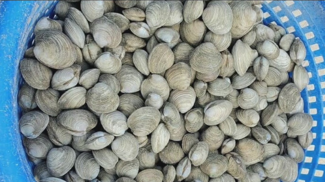 Sarasota Bay Watch to release clams to help filter water